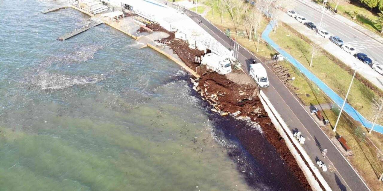 Caddebostan Sahili yeniden kırmızı yosunlarla kaplandı