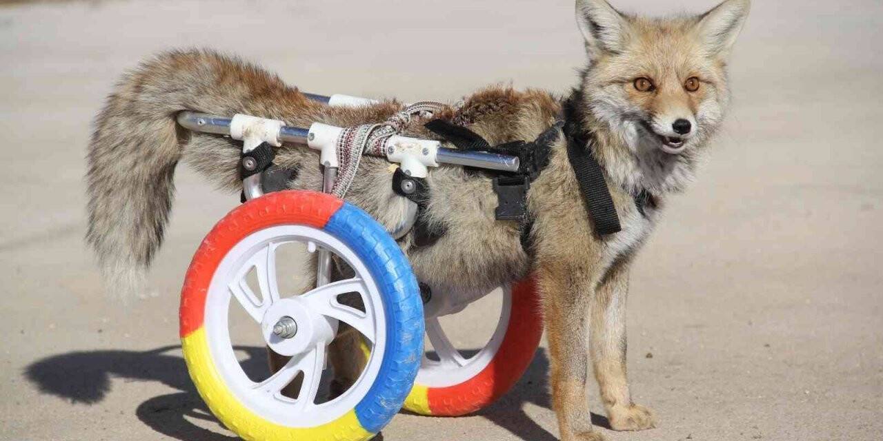 Arka bacakları felçli tilkiye protez takıldı
