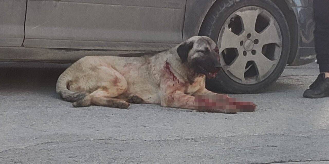 Silahla vurulan çoban köpeği için seferber oldular