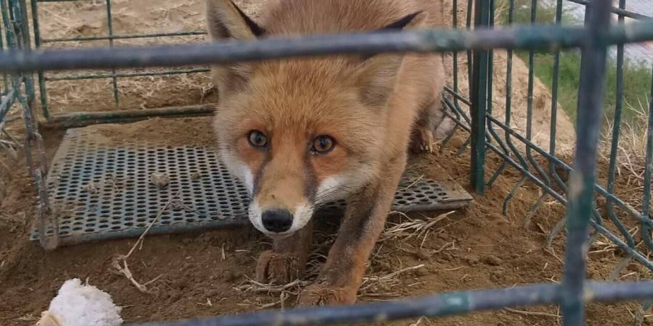 Başıboş köpekler için kurulan tuzak kafesinden tilki çıktı