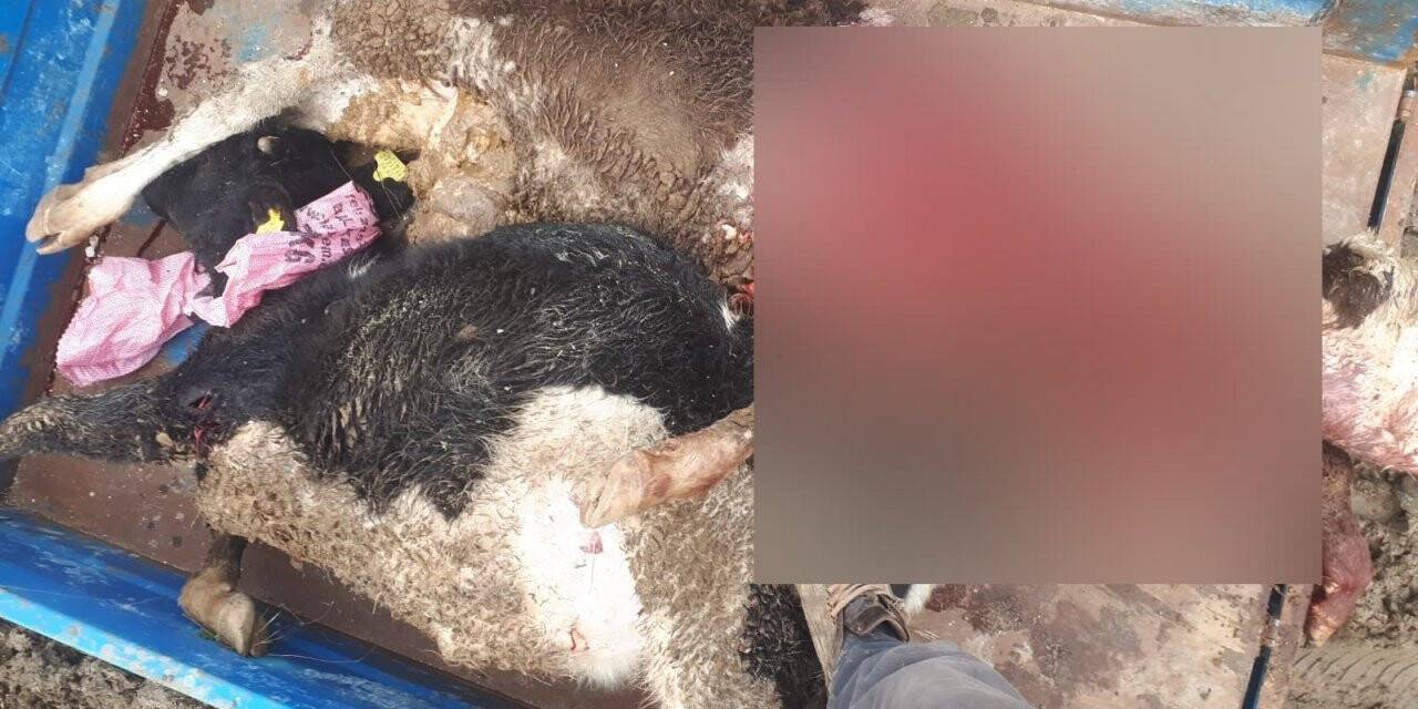 Tekirdağ’da kurtlar ahıra saldırdı, çok sayıda hayvan telef oldu