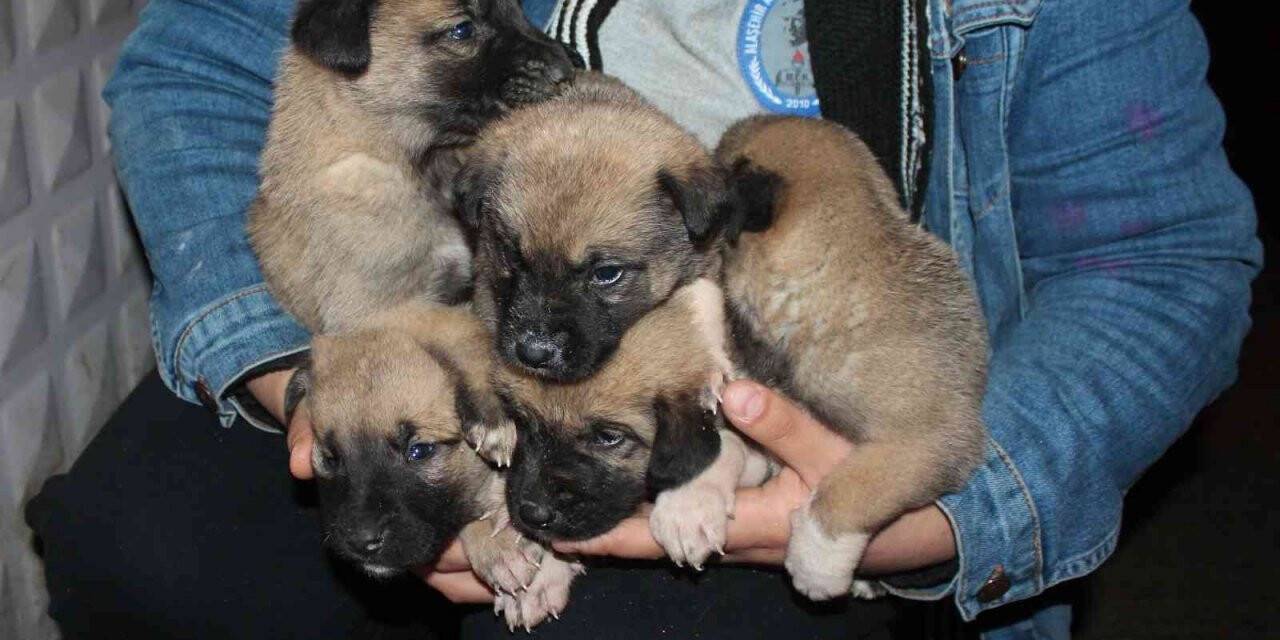 Yavru köpekleri çuval içinde çöp kenarına atan şahsın kimliği tespit edildi