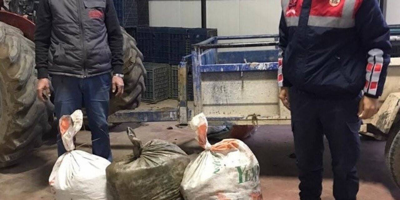 Topladıkları zeytinleri çuvala koyup kaçarken yakalandılar