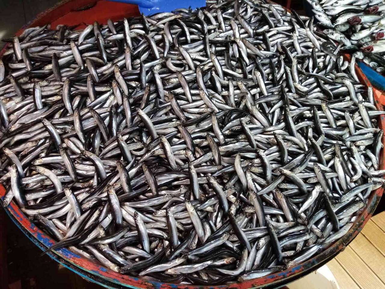 Lodos durdu tezgahlar balık doldu