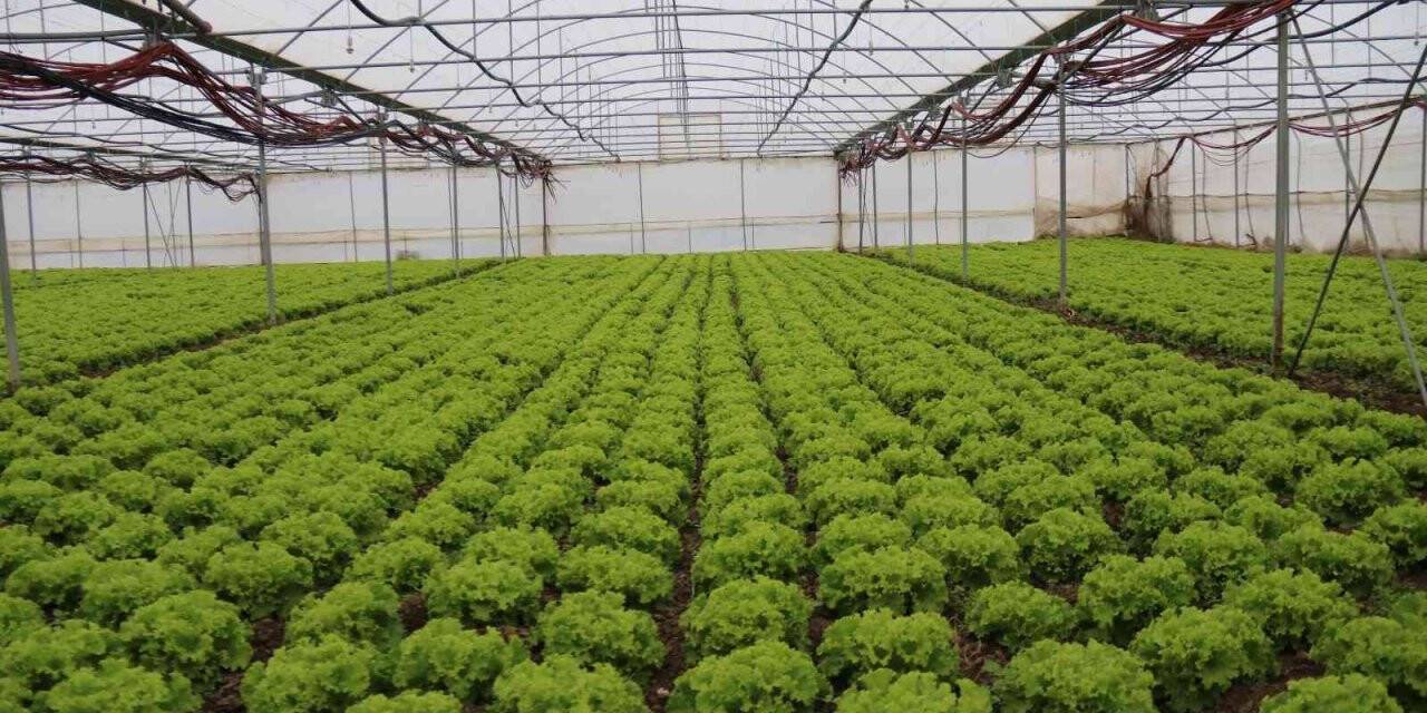 Kışlık marullar sofrayla buluşmak için gün sayıyor