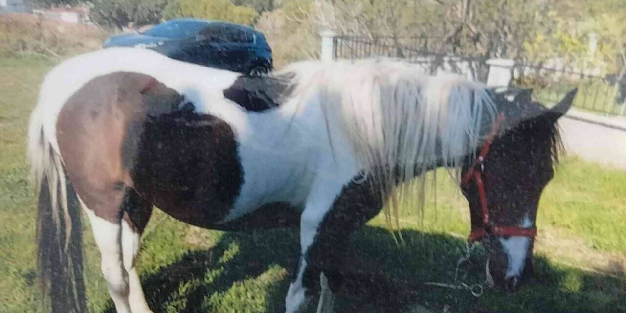 6 aylık çalışma sonunda çalınan atını buldu