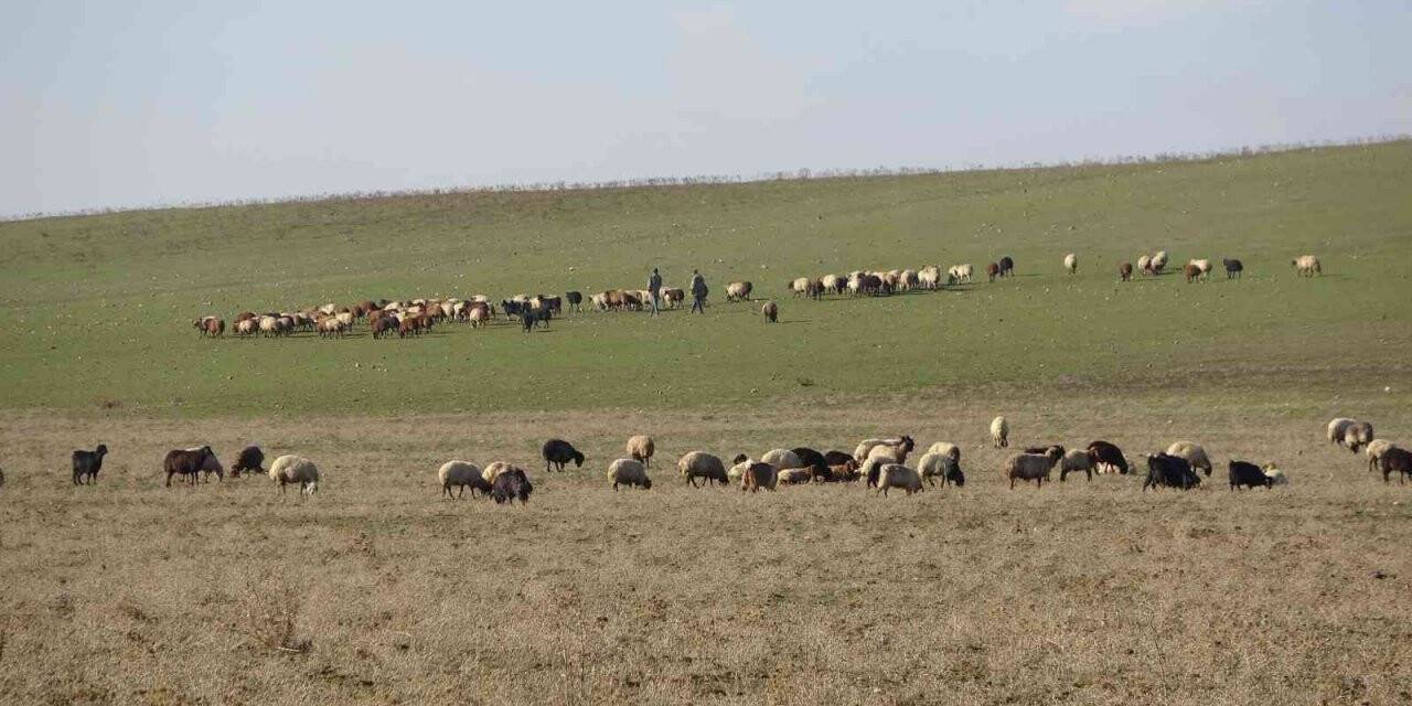 Muş’ta sıcak hava besicilerin yüzünü güldürüyor