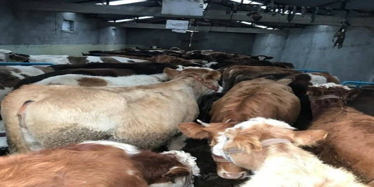 Kaçak hayvan besicilerine 1 milyon 79 bin lira ceza