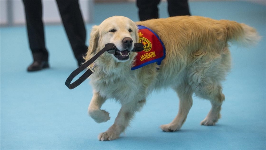 Elazığ depreminin kahraman köpeği "Olgun", marifetlerini sergiledi
