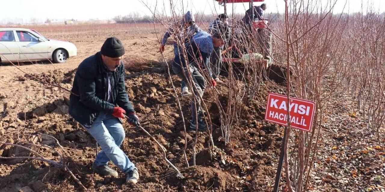 Kayısı fiyatları yükseldi fideye talep arttı