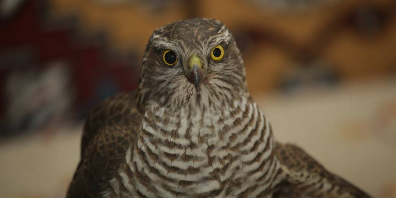 Çoban yolda bulduğu yaralı atmacaya sahip çıktı