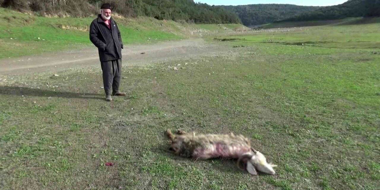 Sultangazi’de köpeklerin saldırısına uğrayan keçi telef oldu
