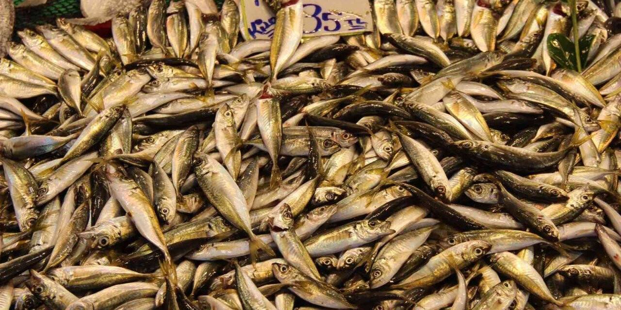 Kilosu 80 lira, kapış kapış satılıyor