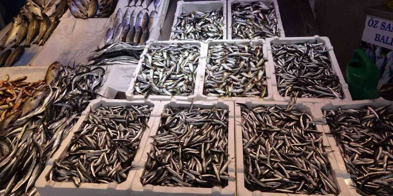 Hamsinin fiyatı tırmanışa geçerek rekor seviyeye ulaştı