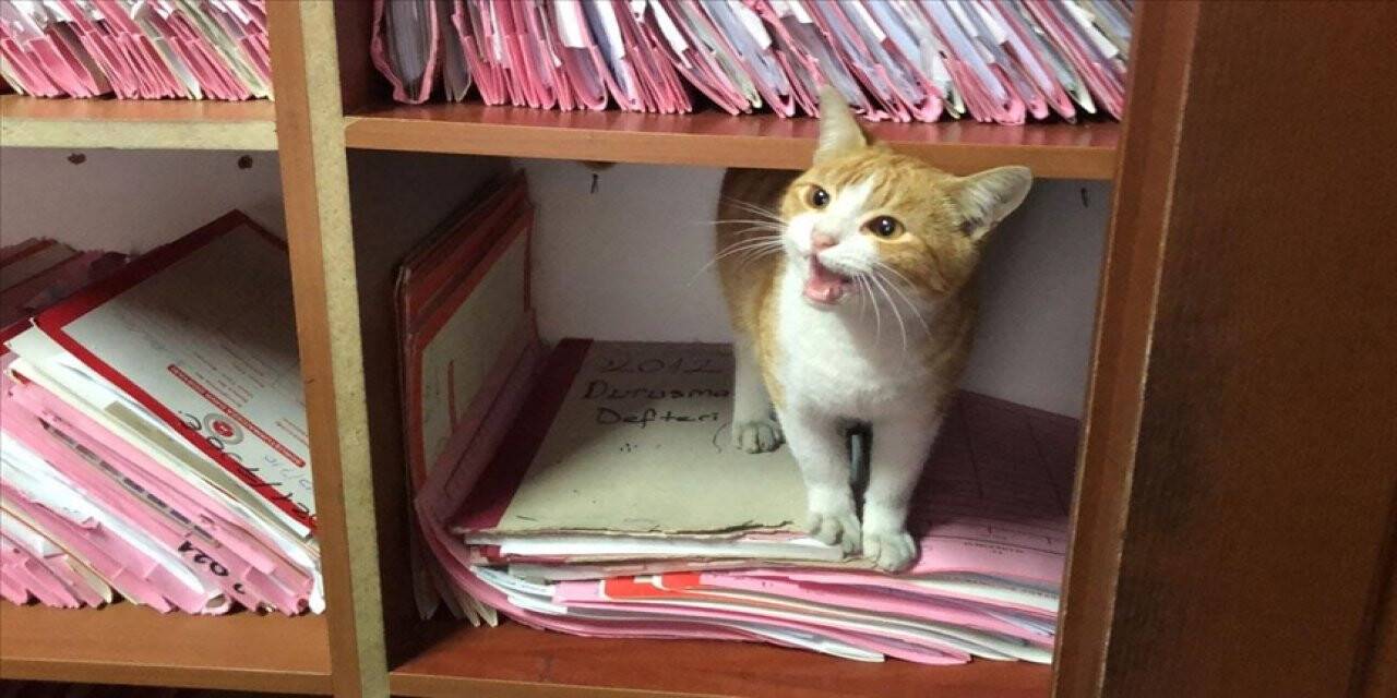 Adliye binası, sokak kedisi Ziya'nın yuvası oldu