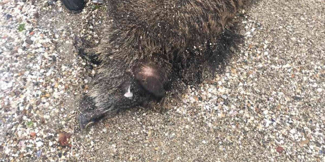 Silivri Sahili’ne ölü domuz vurdu