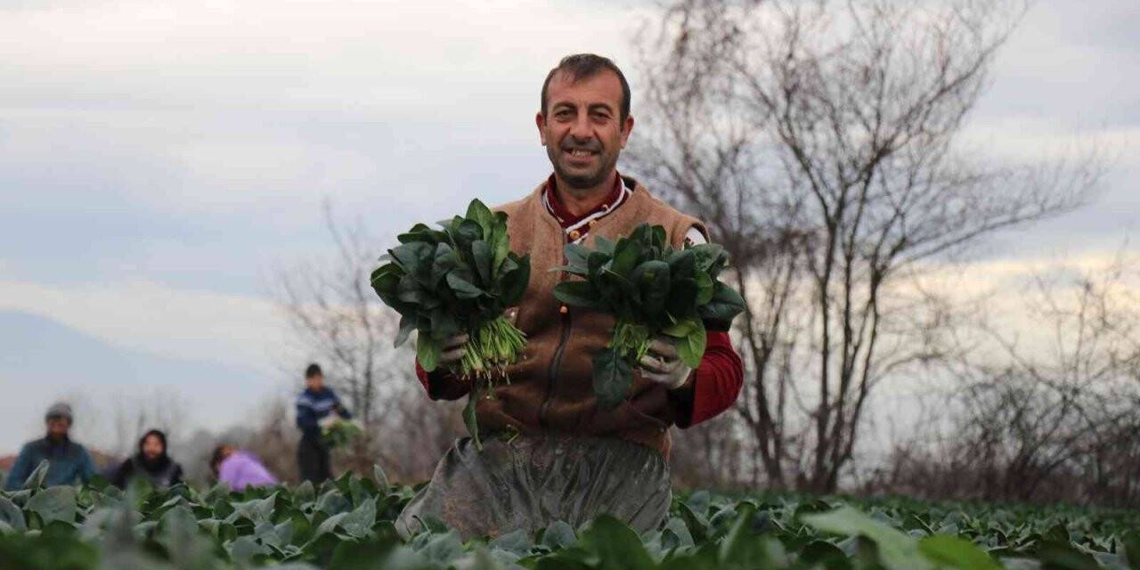 Sonbaharın gözde sebzesi ıspanakta hasat zamanı