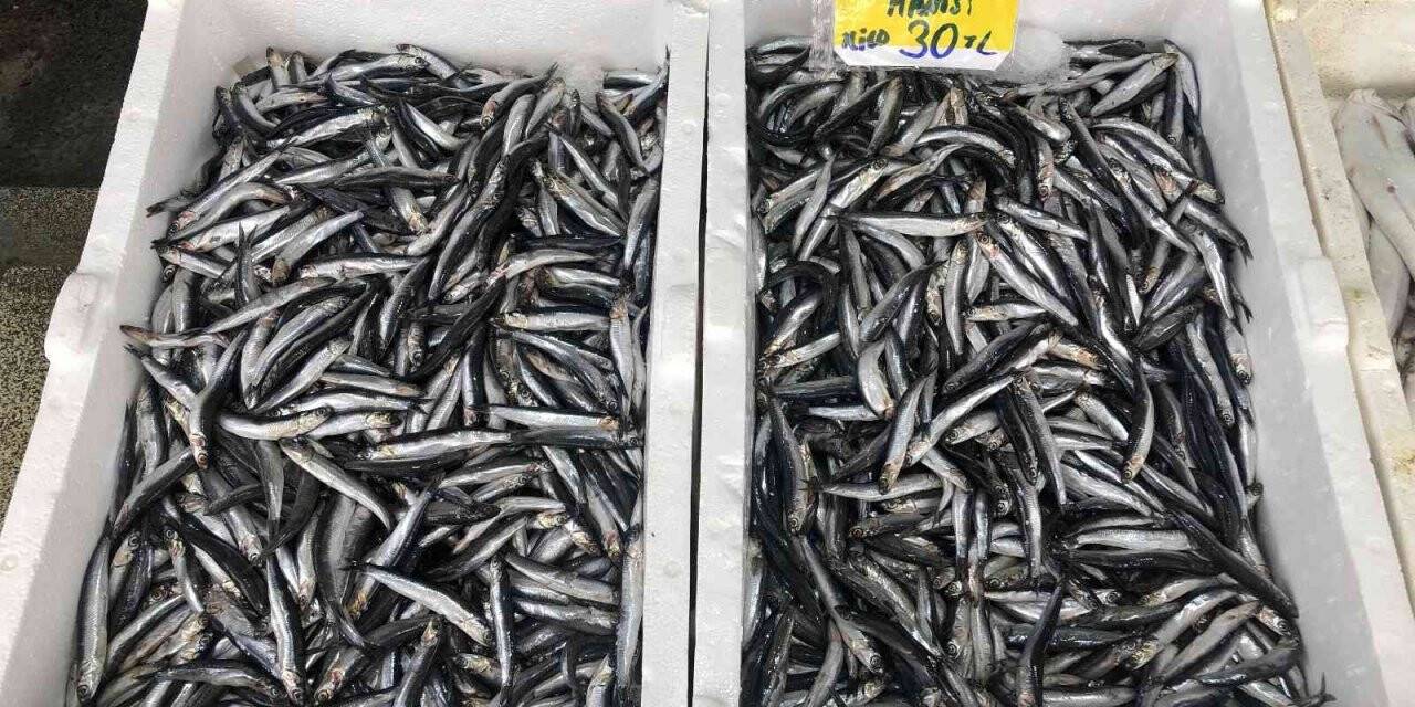 Fırtına ve yağışlı havanın etkisiyle hamsi 30 liradan satılıyor