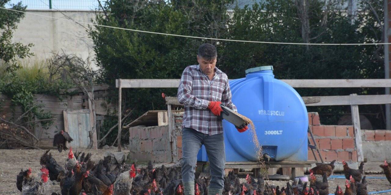 Afgan Ramazani Sinop’ta yumurta üretimi yapıyor