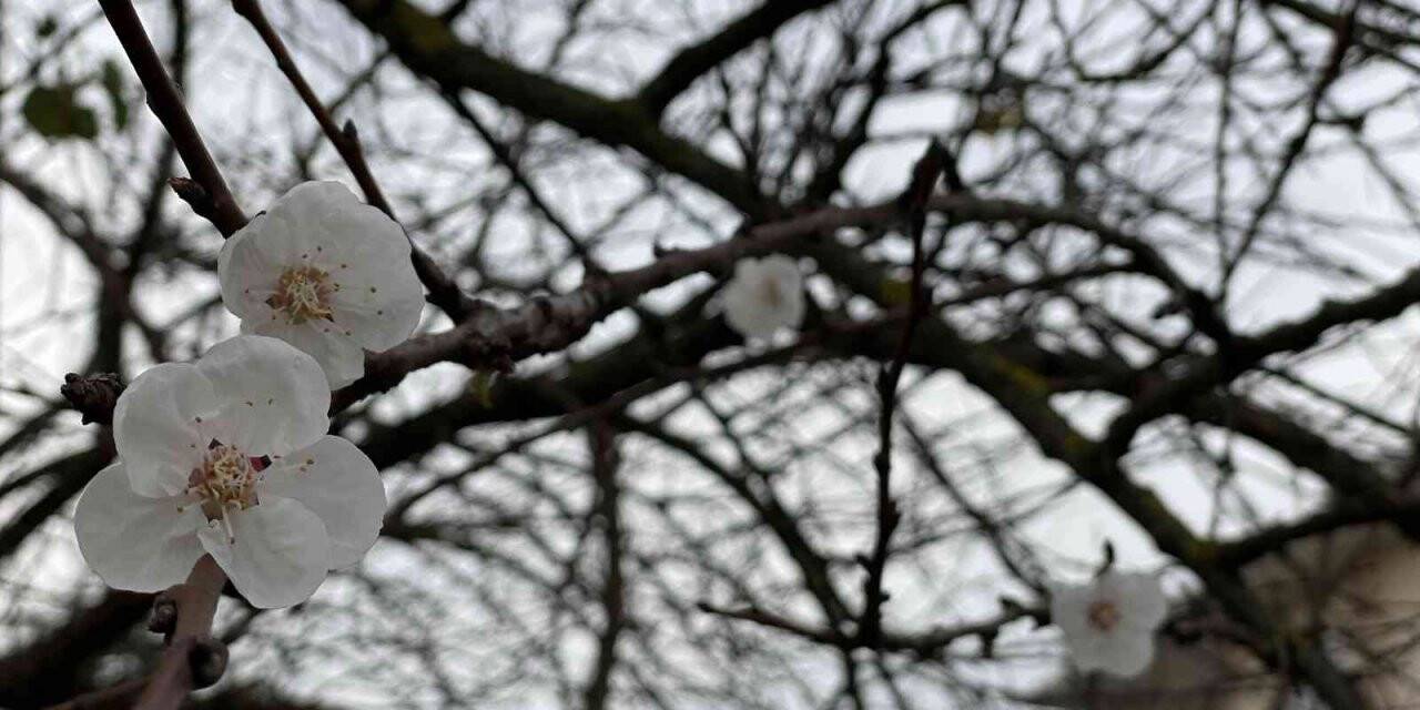 Yalancı bahara aldanan ağaçlar çiçek açtı