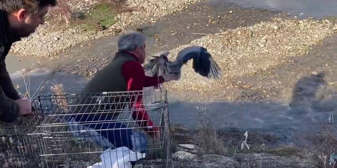 Tedavisi tamamlanan gri balıkçıl doğaya salındı