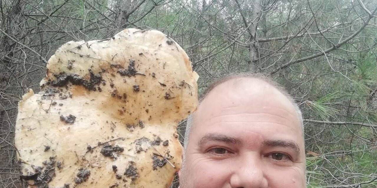 Burhaniye’de dev melki mantarı ilgi odağı oldu