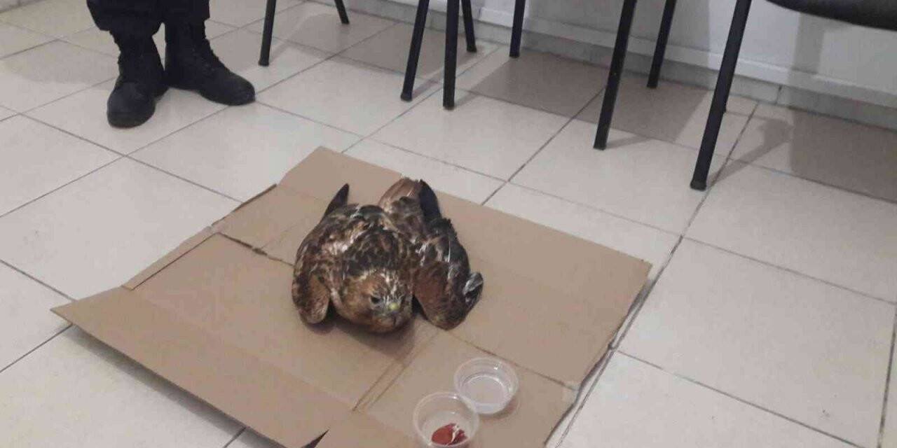 Yaralı hayvanların imdadına jandarma yetişti