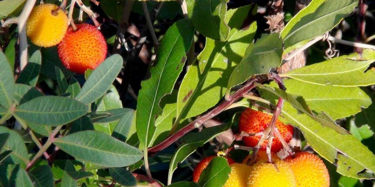 Tabiattaki binlerce yıllık şifa iksirleri
