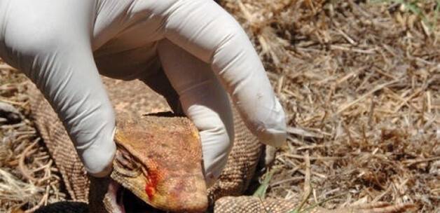 Şanlıurfa'da "çöl varanı" yakalandı