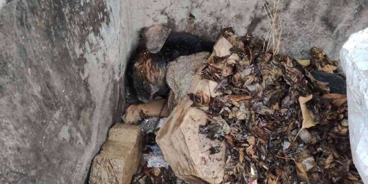 Sokak köpeğini çöpe atarak öldüresiye ezen cani serbest bırakıldı