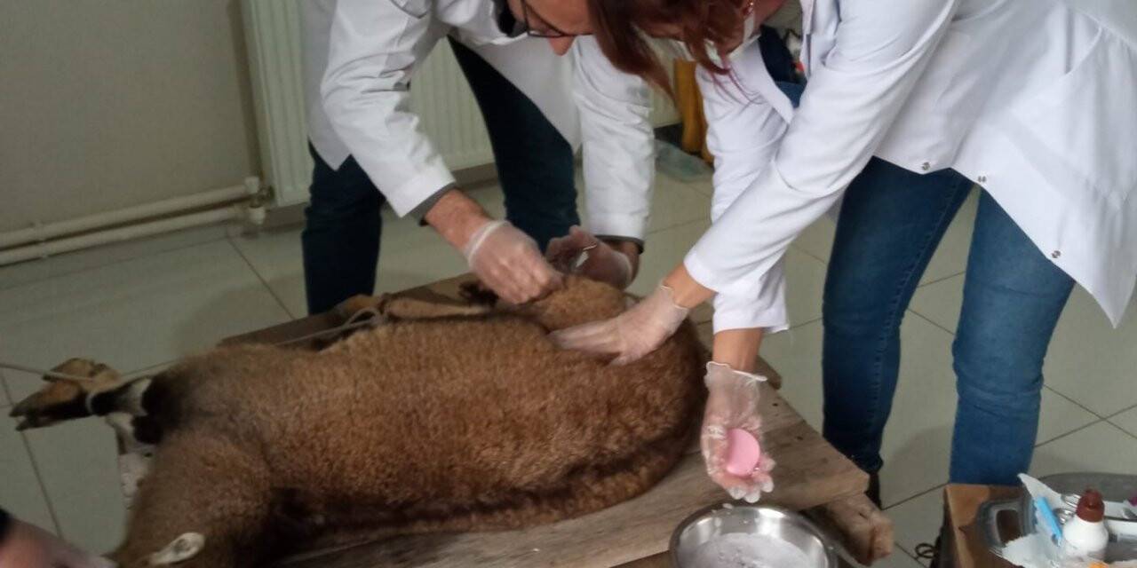 Yaralı halde bulunan yaban keçisi korumaya alındı