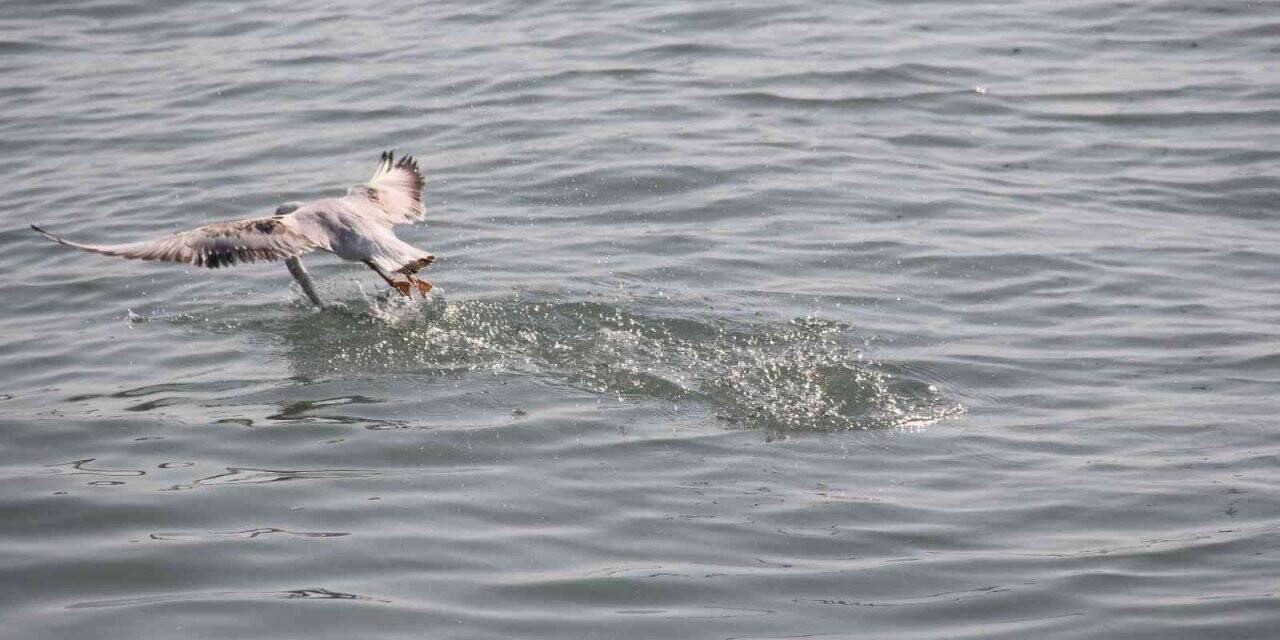 Martıların balık avı