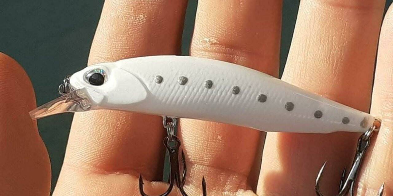 Oltaya balık değil martı takıldı