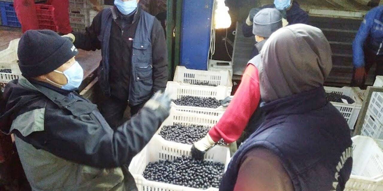 Erdek’te zeytin hasadında sona gelindi