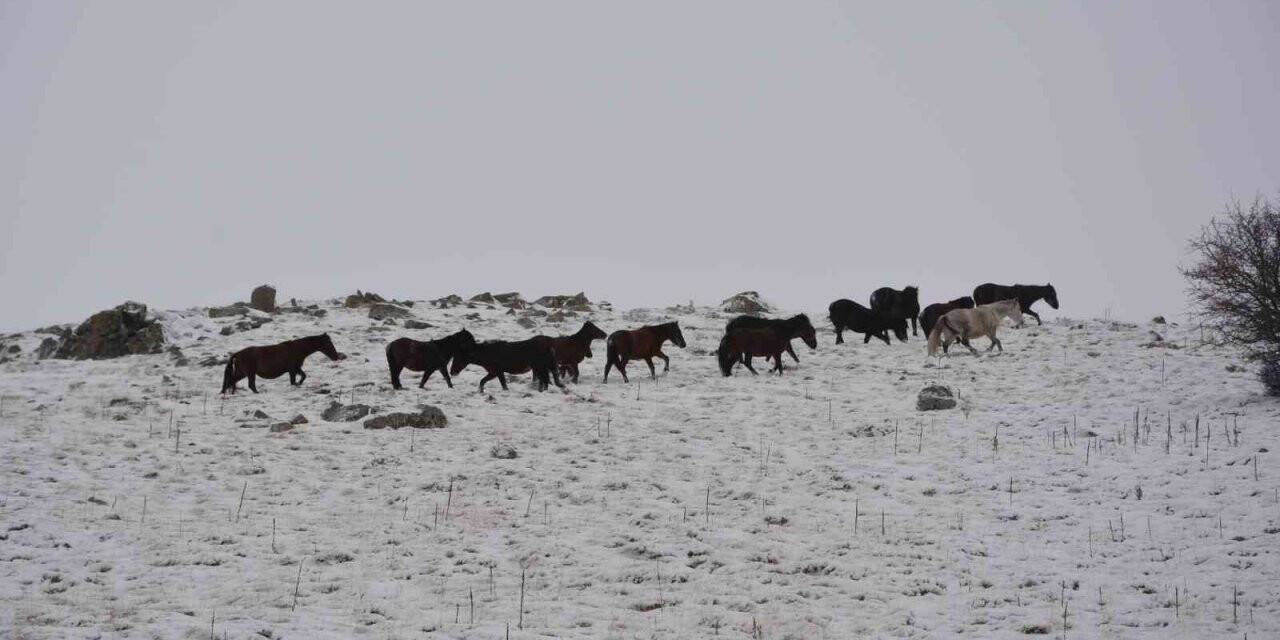 Kar altında yem arayan yılkı atlarını İHA görüntüledi