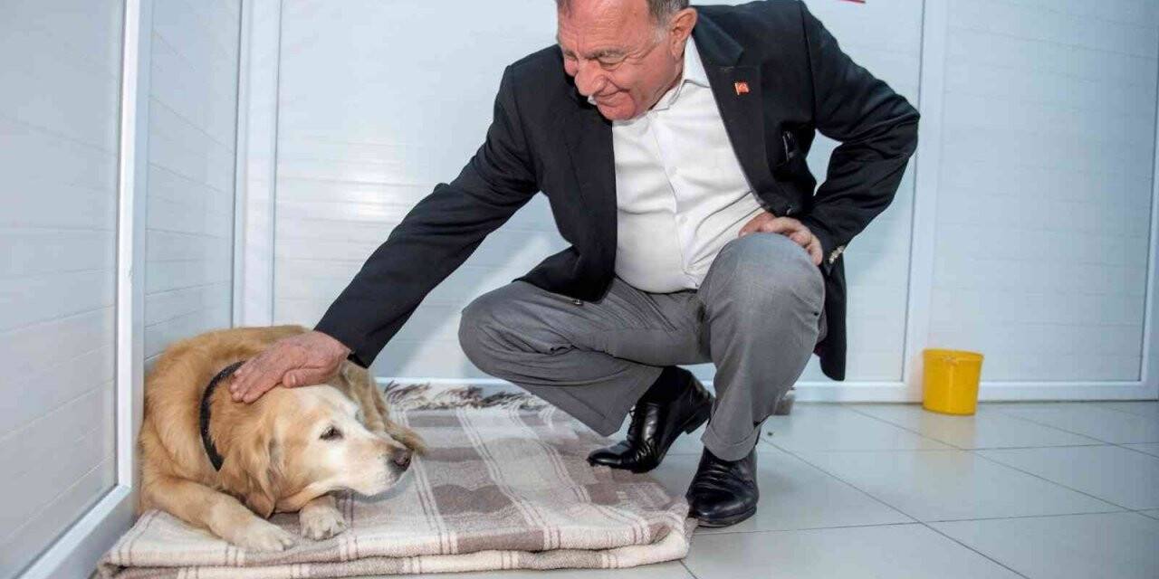 Seyhan’da 4 bin sokak hayvanı kısırlaştırıldı