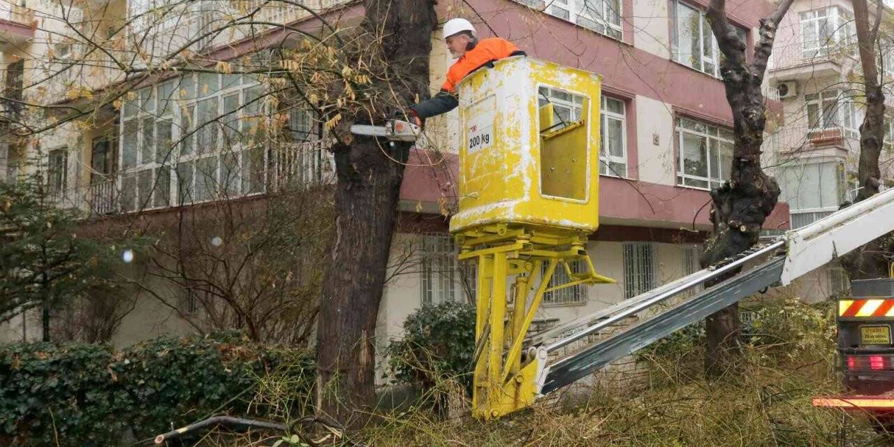 Çankaya’da tehlike oluşturan ağaçlar budanıyor