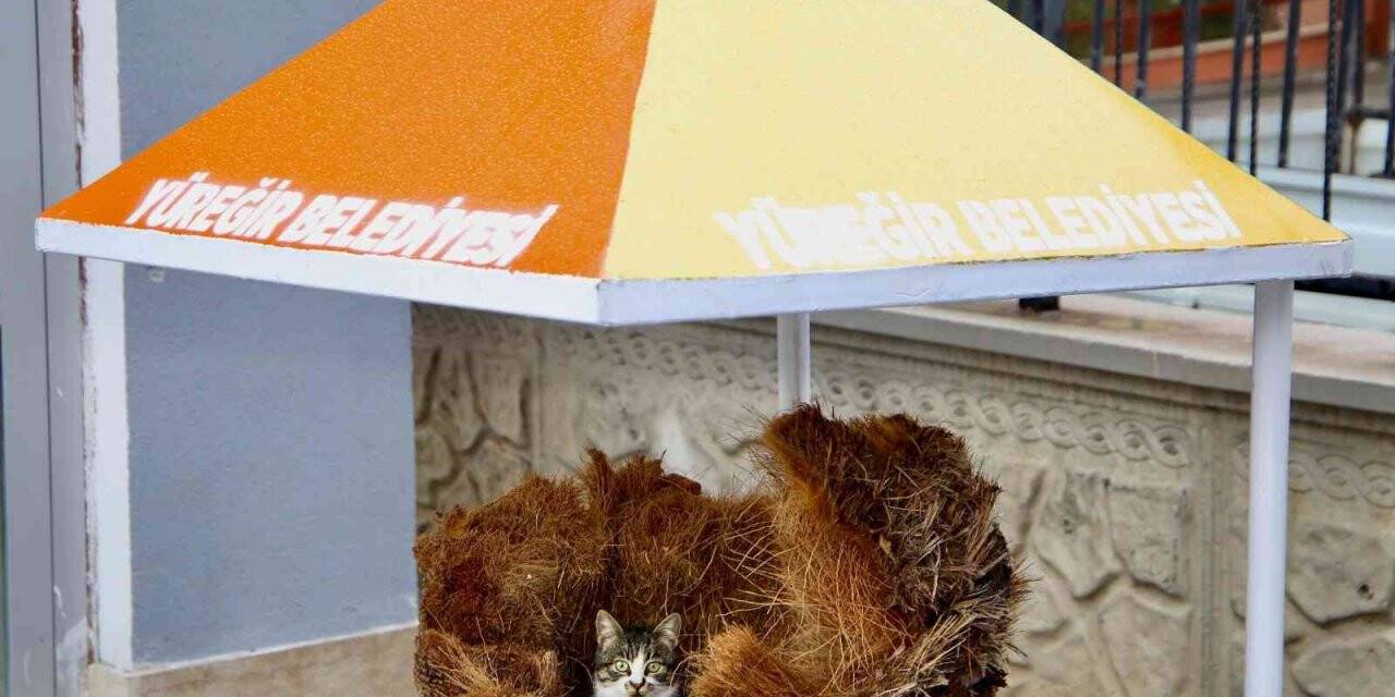 Hamile kediye belediye işçileri sahip çıktı