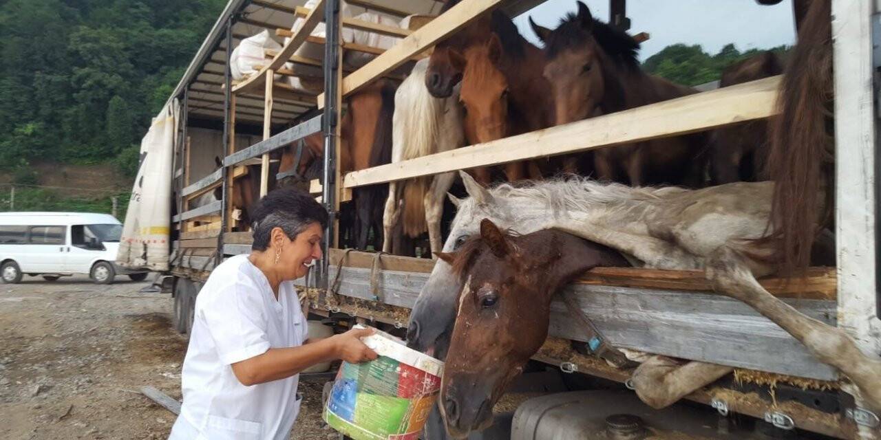 Artvin’de tır üzerinde ölüme terk edilen atlar için ünlü sanatçı Leman Sam konser vermeye hazırlanıyor