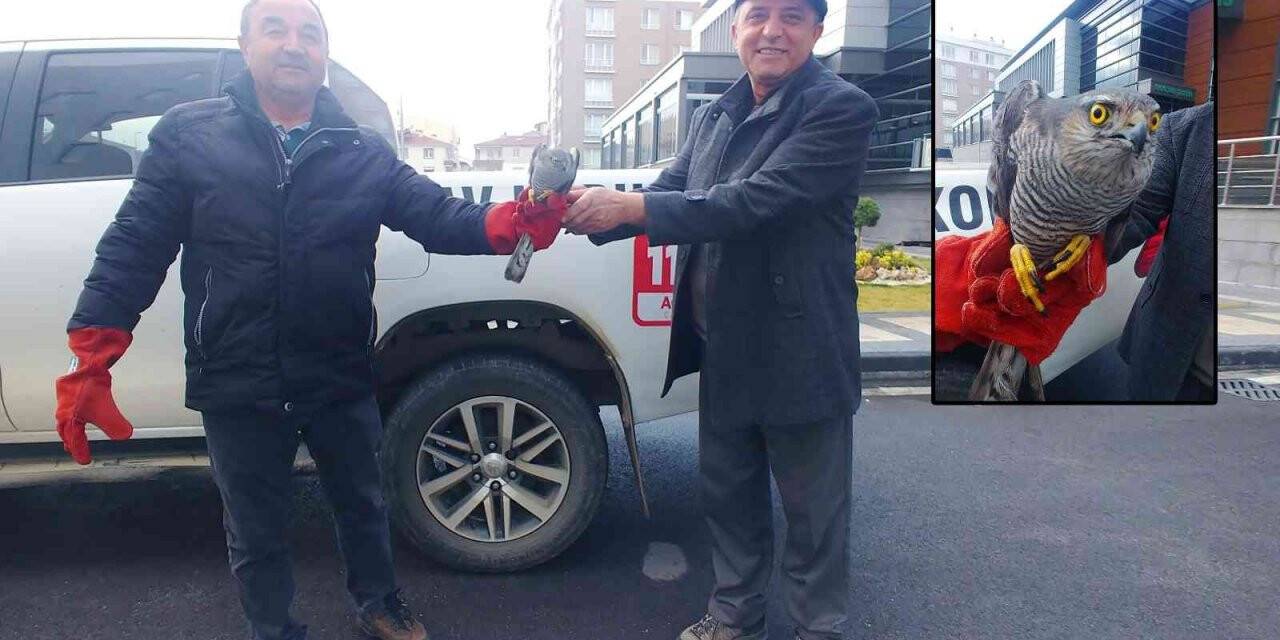 Yaralı atmaca tedavi altına alındı