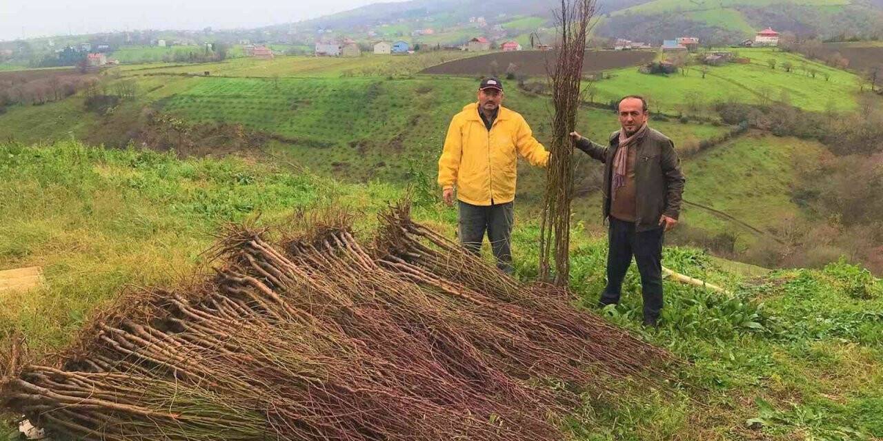 Çiftçilere badem ve muşmula fidanı desteği