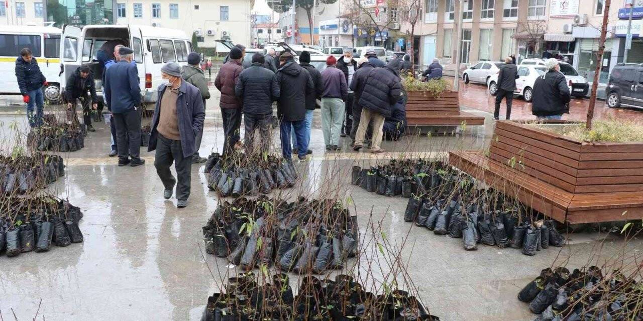 Manisa Büyükşehir Belediyesinden üreticiye fidan desteği