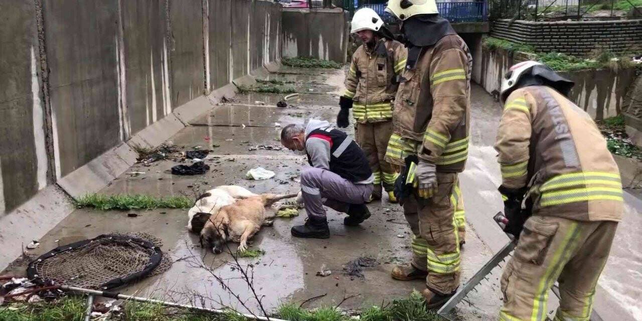 Ataşehir’de dereye düşen 6 köpek boğulmaktan kurtarıldı