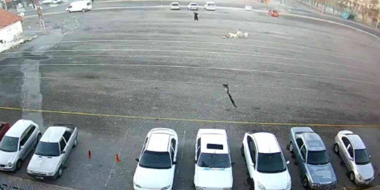 Köpeklerin saldırdığı çocuğu canı pahasına kurtardı
