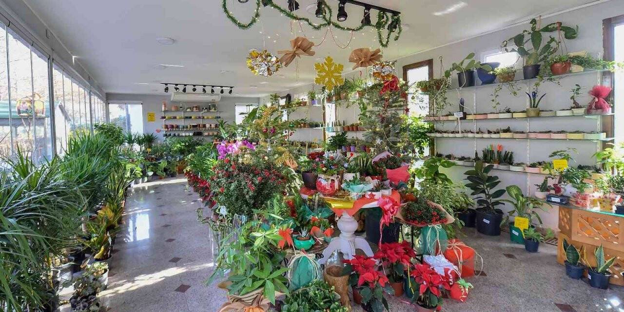 Rengarenk yılbaşı çiçekleri başkentlileri bekliyor