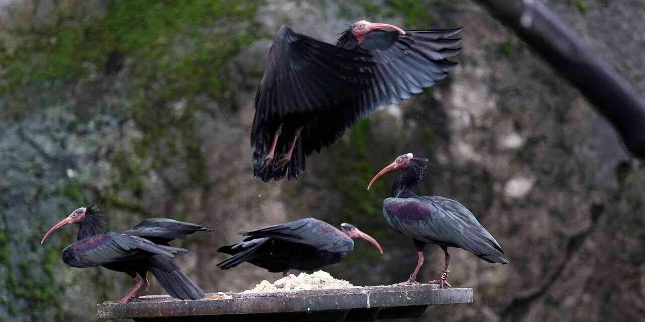 Dünyada nesli tükeniyor....Bursa’da nüfusu artıyor