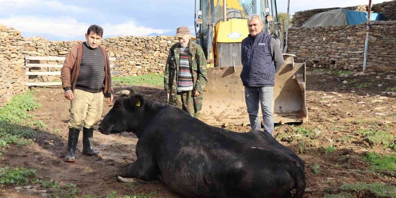Nazilli’de inek kurtarma operasyonu 4 saat sürdü