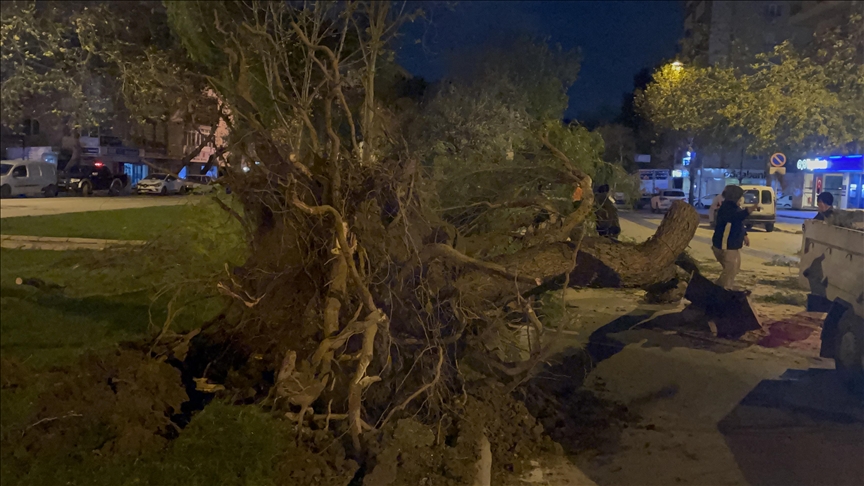 Şiddetli rüzgar nedeniyle çok sayıda ağaç devrildi