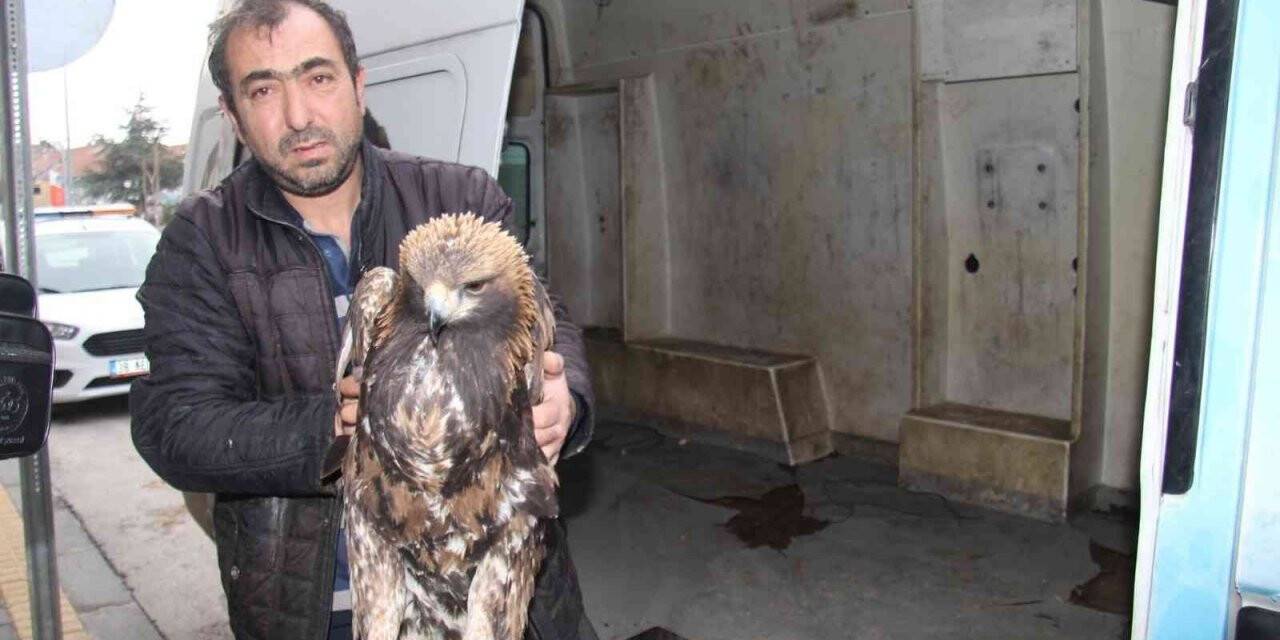Yaralı kartala Bünyan Belediyesi sahip çıktı
