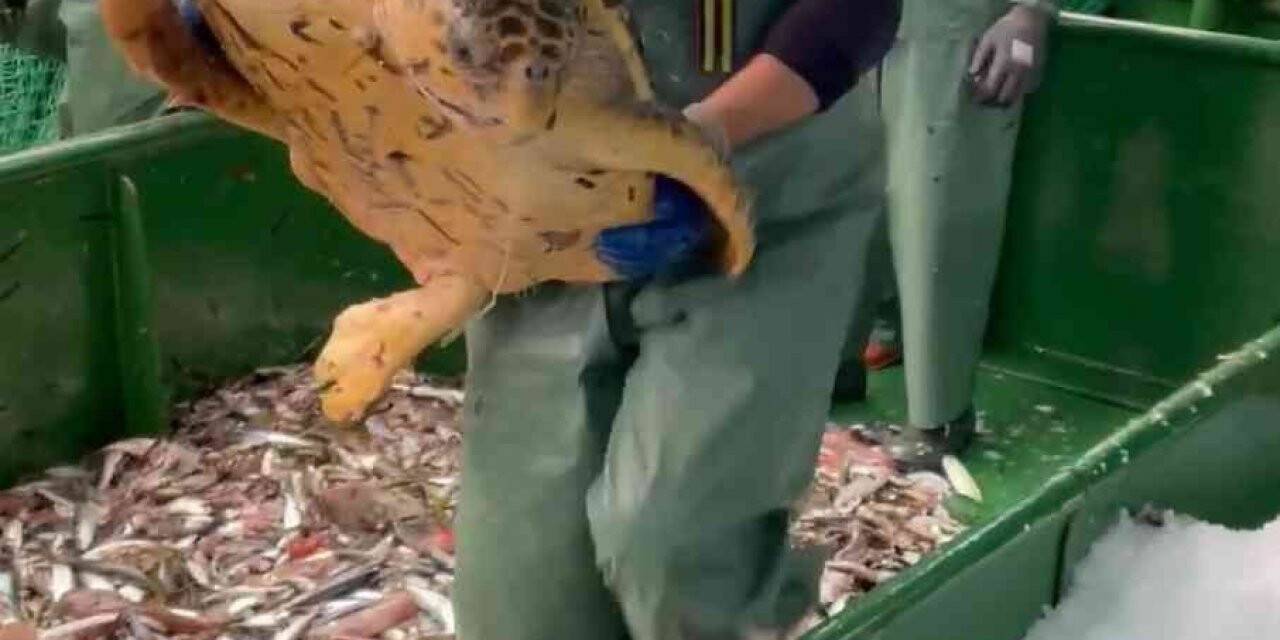 Çanakkale’de balıkçı ağlarına takılan caretta caretta denize salındı